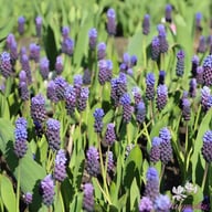 Bredbladig Pärlhyacint 'Latifolium' Lökar
