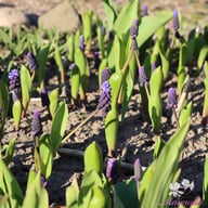 Bredbladig Pärlhyacint 'Latifolium' Lökar