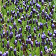 Bredbladig Pärlhyacint 'Latifolium' Lökar