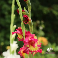 Brescia Gladiolus Knölar