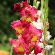 Brescia Gladiolus Knölar