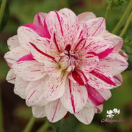 Bright Diamond Dahlia Knöl