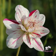 Bright Diamond Dahlia Knöl