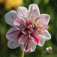 Bright Diamond Dahlia Knöl