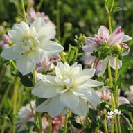 Bright Diamond Dahlia Knöl