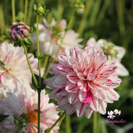 Bright Diamond Dahlia Knöl