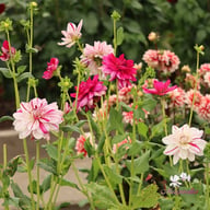 Bright Diamond Dahlia Knöl