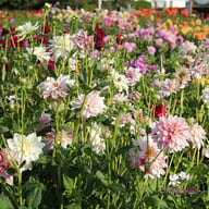 Bright Diamond Dahlia Knöl