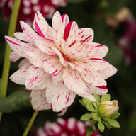 Bright Diamond Dahlia Knöl