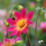 Bright Eyes Dahlia Tuber
