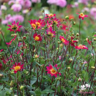 Bright Eyes Dahlia Tuber