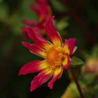 Bright Eyes Dahlia Tuber