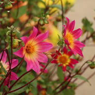 Bright Eyes Dahlia Tuber