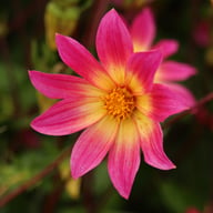 Bright Eyes Dahlia Tuber