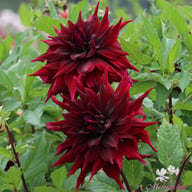Brigitta Alida Dahlia Tuber