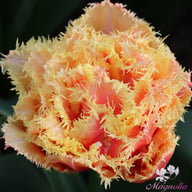 Brisbane Tulip Bulbs
