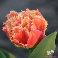 Brisbane Tulip Bulbs