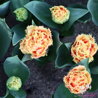 Brisbane Tulip Bulbs