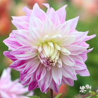Bristol Stripe Dahlia Knöl