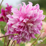 Bristol Stripe Dahlia Knöl