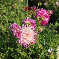 Bristol Stripe Dahlia Knöl