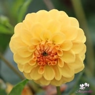 Britt Dahlia Knöl