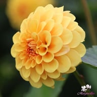 Britt Dahlia Knöl