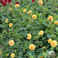 Britt Dahlia Knöl