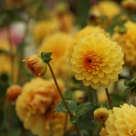 Britt Dahlia Knöl