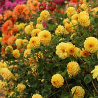 Britt Dahlia Knöl