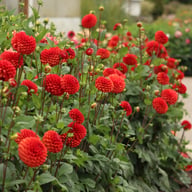 Brown Sugar Dahlia Tuber