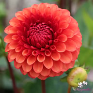 Brown Sugar Dahlia Tuber