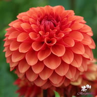 Brown Sugar Dahlia Tuber