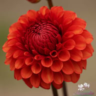 Brown Sugar Dahlia Tuber