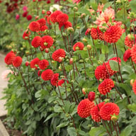Brown Sugar Dahlia Tuber