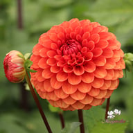 Brown Sugar Dahlia Tuber