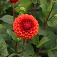 Brown Sugar Dahlia Tuber