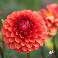 Brown Sugar Dahlia Tuber