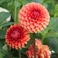 Brown Sugar Dahlia Tuber