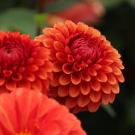 Brown Sugar Dahlia Tuber