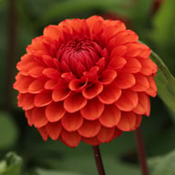 Brown Sugar Dahlia Tuber
