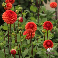 Brown Sugar Dahlia Tuber