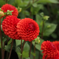 Brown Sugar Dahlia Tuber