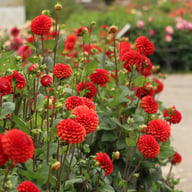 Brown Sugar Dahlia Tuber
