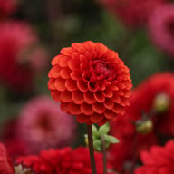 Brown Sugar Dahlia Tuber