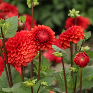 Brown Sugar Dahlia Tuber