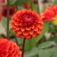 Brown Sugar Dahlia Tuber
