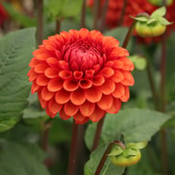 Brown Sugar Dahlia Tuber