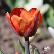 Brown Sugar Tulip Bulbs