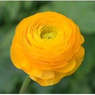 Ranunculus Asiaticus Yellow Corm